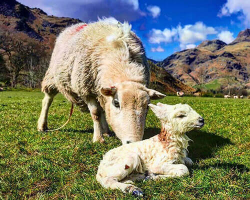 Glamping in the Lake District. Self-catering glampsite accommodation in the heart of the Lakes