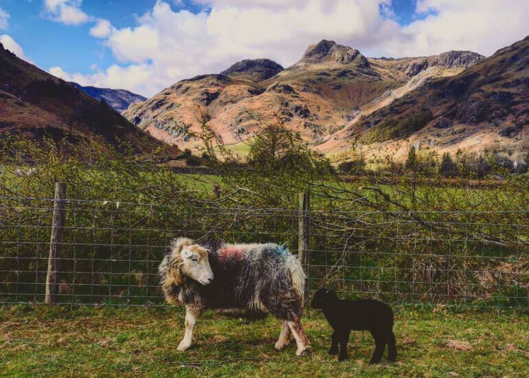 Glamping in the Lake District at Harry Place Farm