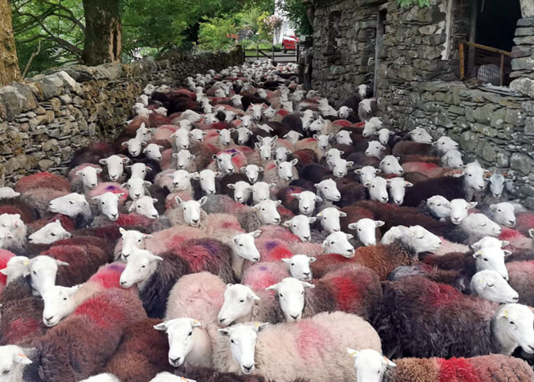 Harry Place Farm is a working fell farm situated in the Great Langdale Valley, a few miles outside of Ambleside.