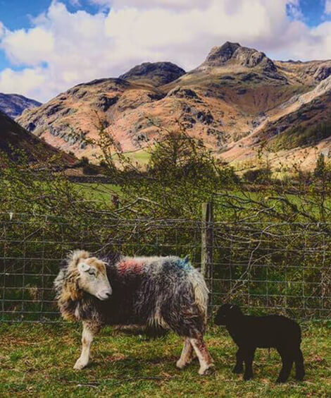 Lake District Glamping in our luxury glamping pods at Great Langdale, Harry Place Farm.